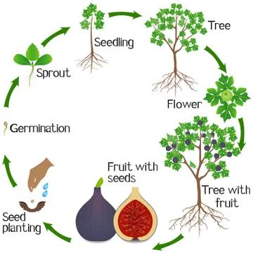 A growth cycle of a fig tree on a white background Illustrazione stock