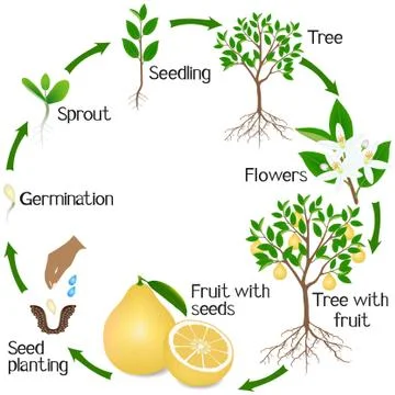 A growth cycle of a pomelo tree on a white background Stock Illustration