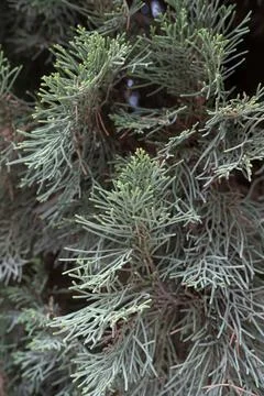 Growth of cypress tree Foto stock