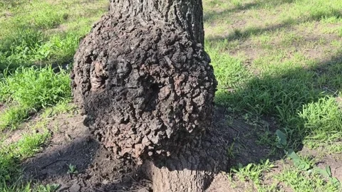 Growth on a deciduous tree, burl Vidéo 332808613