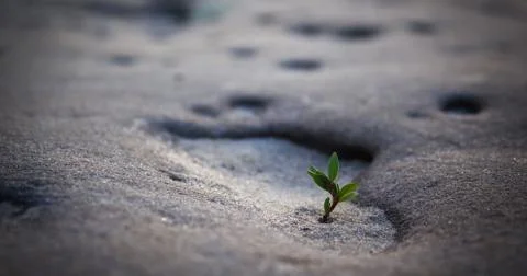 Growth in difficult conditions Stock Photos