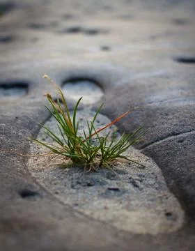 Growth in difficult conditions Stock Photos