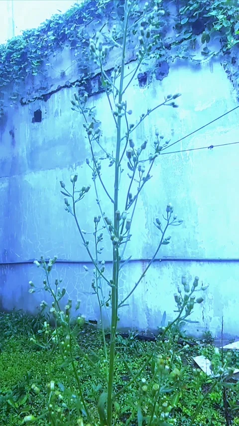 Growth of Erigeron, Bluish Vertical Video stock 299915024
