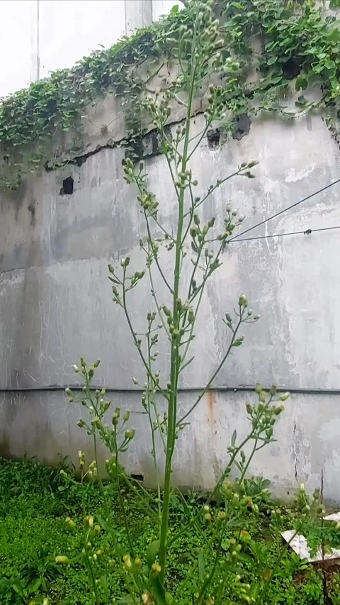 The Growth of Erigeron Stock-Footage 299915304