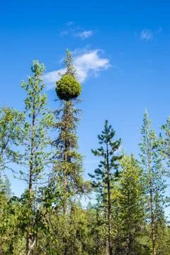 Growth failure Fotos Stock