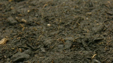 Growth  Stock Footage 106058