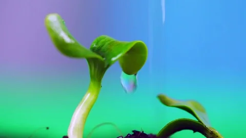 Growth Video stock 73321221