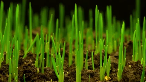 Growth of Fresh New Green Grass Stock Footage