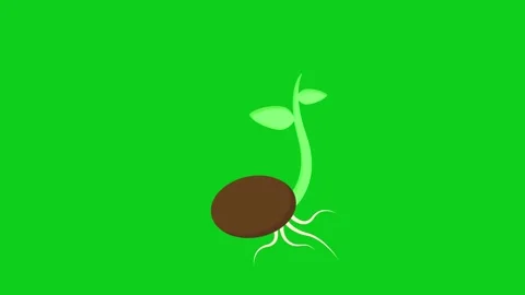 Growth of germinating seeds animated germinating seeds growing green screen.. Stock Footage 318567560