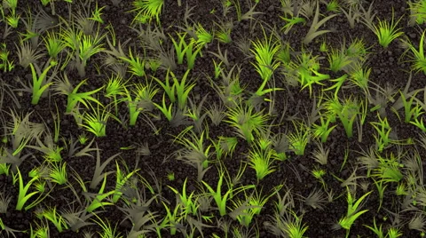 The growth of grass on the prepared soil 2. Video stock 61237152