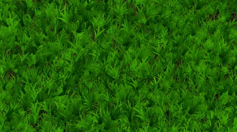 The growth of grass on the prepared soil. Stock Footage 61258286