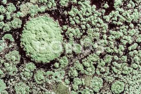 Growth of green mold on food, spread of fungi, close-up abstract background Stock Photos