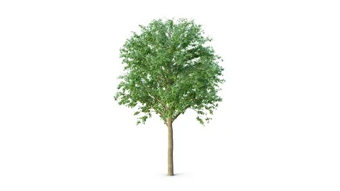 The growth of large green tree from a small sprout. Time Lapse. In Ultra HD 4k Stock Footage 73003906