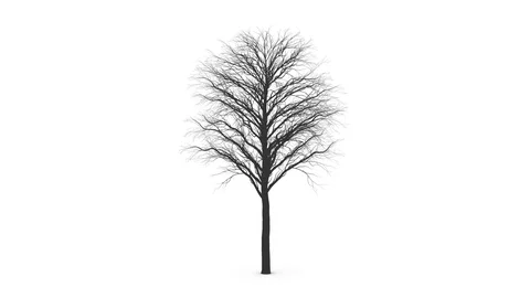 The growth of large skeleton tree. Isolated. Time Lapse. In Ultra HD 4k Stock Footage 73003865