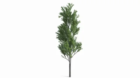 The growth of a large tree. Isolated In Ultra HD 4k. Stock Footage 107233679