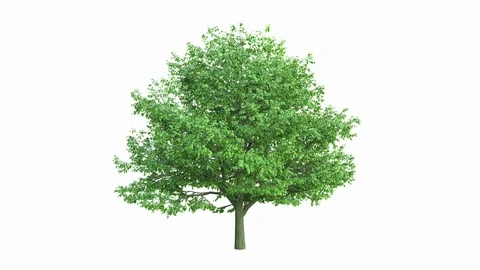 The growth of a large tree. Isolated on white background In Ultra HD 4k. Stock Footage 105185807