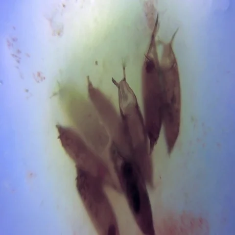 Growth of larvae under a microscope timelapse Stock Footage 69452635