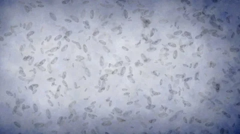 Growth of microbes or germs under the microscope Stock Footage 41668404