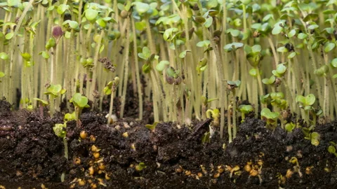 Growth microgreens, timelapse video filming. Stock Footage 103454324