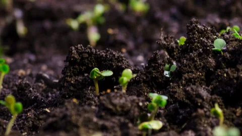 Growth microgreens, timelapse video filming. Stock Footage 104779025
