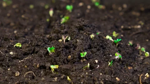 Growth microgreens, timelapse video filming. Stock Footage 104779042