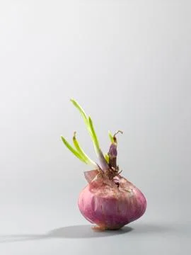 Growth onion Stock Photos