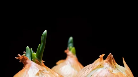 Growth of onions timelapse Видео 127901220
