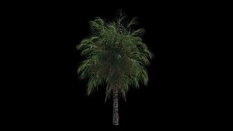 Growth Of Palm 01 Vídeos de archivo 104598065
