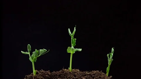 Growth of pea seedlings , timelapse Stock Footage 77591725