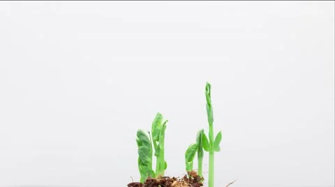 The growth of pea sprout on a white background timelapse Stock Footage