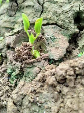 Growth of peanuts Stock Photos