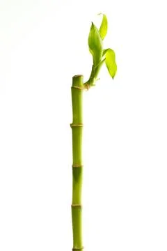 Growth Stock Photos