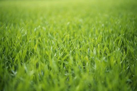 Growth Stock Photos