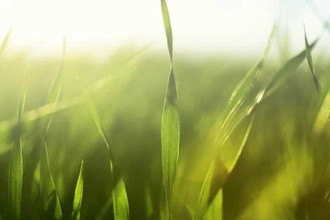 Growth Foto stock