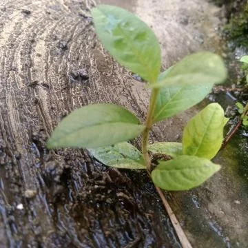 Growth Stock Photos