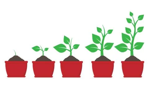 Growth of plant in pot. Vector illustration. Stock Illustration