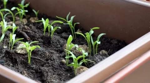 Growth of plants Stock Footage 55254009
