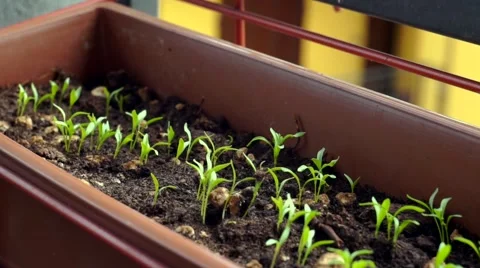 Growth of plants Vidéo 55254200