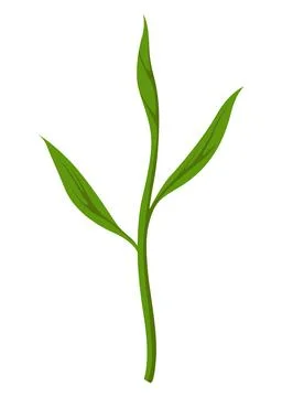 Growth process step. Step sequence of germinating seedlings. Development cycle Stock Illustration