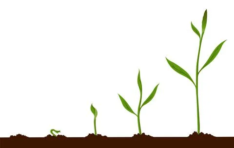 Growth process steps. Seeds sprout in ground. Steps sequence of germinating Stock Illustration