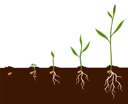 Growth process steps. Seeds sprout in ground. Steps sequence of germinating Stock Illustration