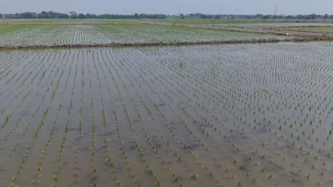 Growth of rice seedlings Stock Footage 310396364