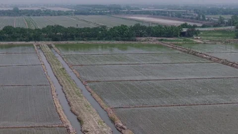 Growth of rice seedlings Stock Footage 310396887