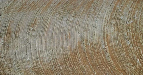 Growth rings in a cut tree. Stock Footage 240090450