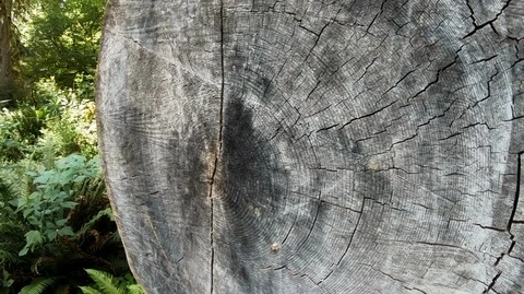 The growth rings of an old fallen tree in the Olympic National Park, Washington. Stock Footage