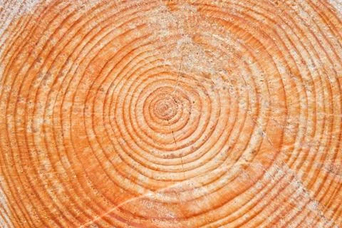 Growth rings in pine Stock Photos