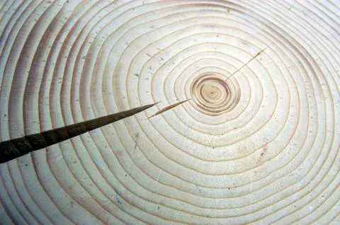 Growth rings on a tree Stock Photos