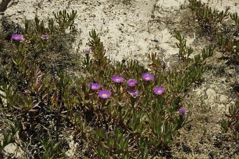 Growth on a sandy cliff, vegetation of robust plants Stock Photos