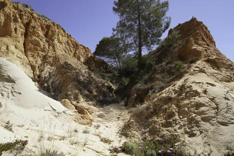 Growth on a sandy cliff, vegetation of robust plants Stock Photos