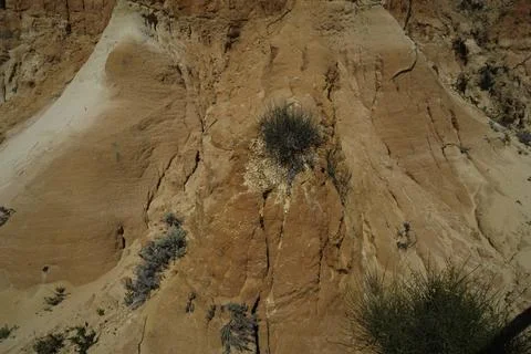 Growth on a sandy cliff, vegetation of robust plants Stock Photos